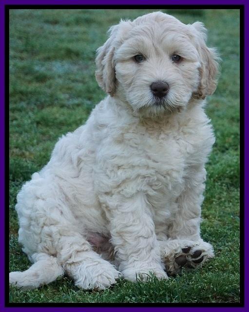 Dreamer Cash pups 7 weeks old 111