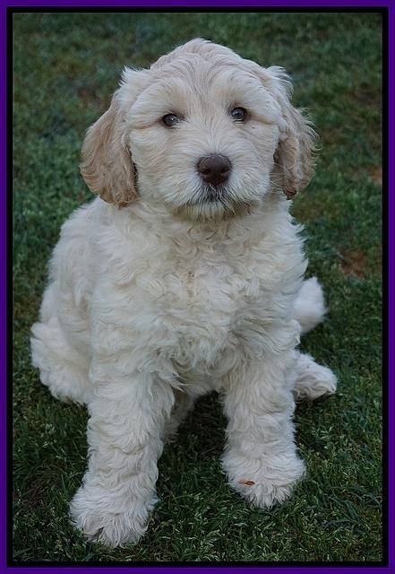 Dreamer Cash pups 7 weeks old 131