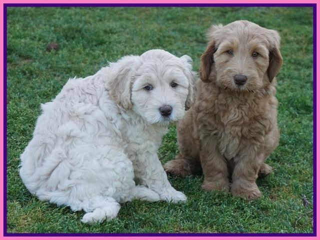 Dreamer Cash pups 7 weeks old 91