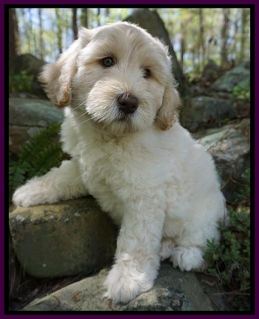 Dreamer Cash pups 8 weeks old 11