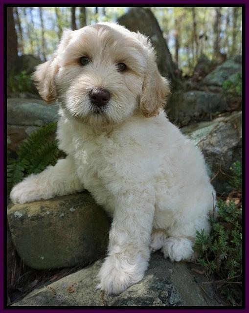 Dreamer Cash pups 8 weeks old 21