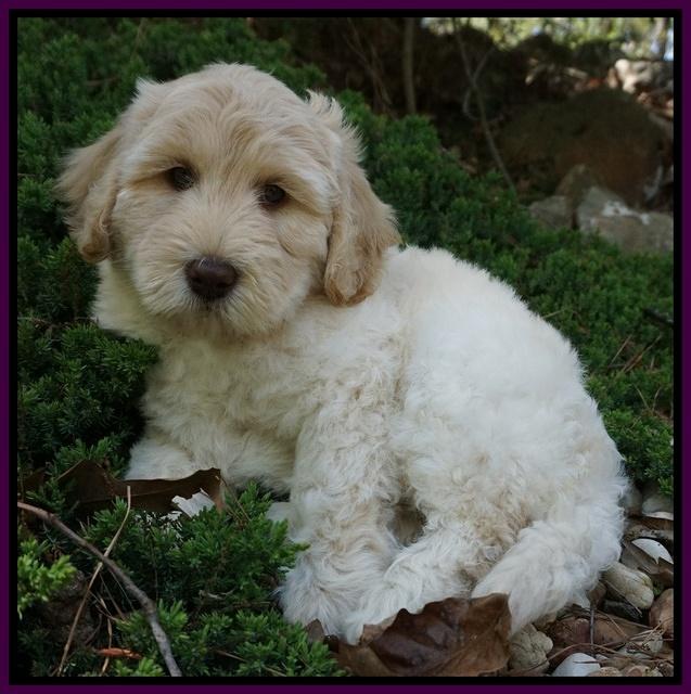 Dreamer Cash pups 8 weeks old 41