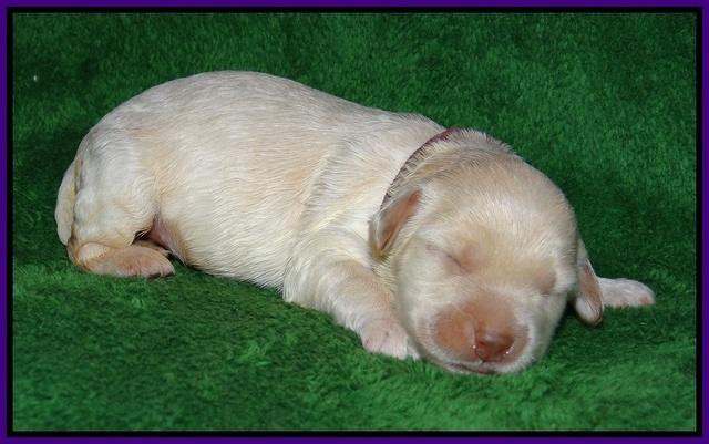 Dreamer cash pups 1 wk old 51