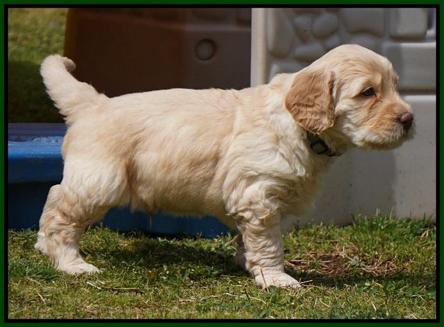 Dreamer Cash Pups 5 wks old 141