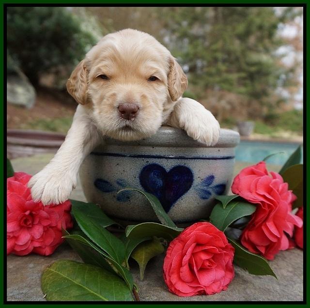 Dreamer Cash pups 3 wks old 121