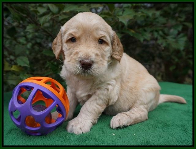 Dreamer Cash pups 4 wks old 121