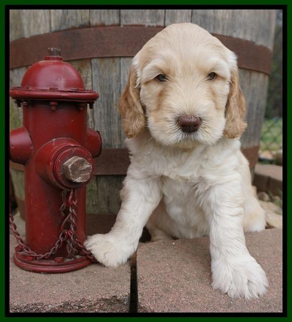 Dreamer Cash pups 6 weeks old 121