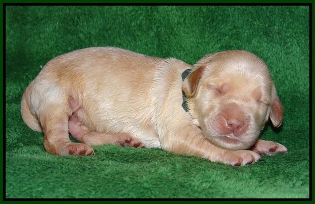 Dreamer cash pups 1 wk old 71