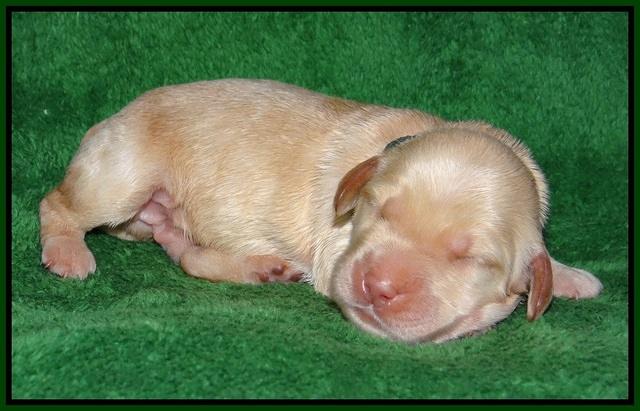 Dreamer cash pups 1 wk old 81