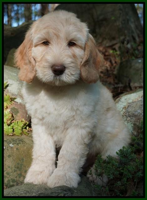 Dreamer cash pups 8 wks old 5100