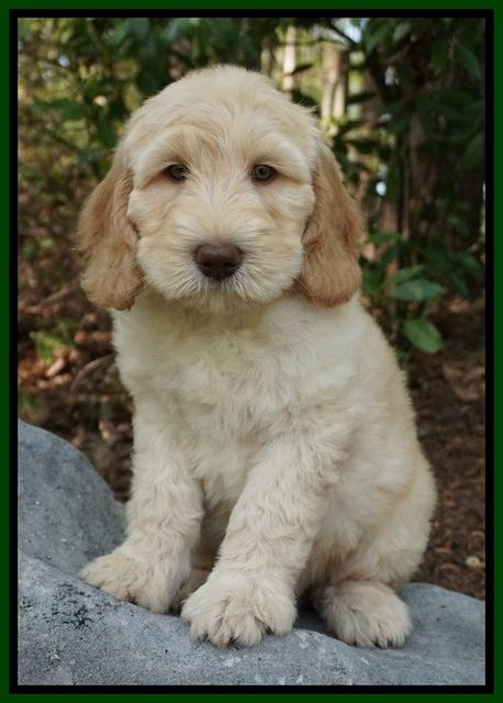 Dreamer cash pups 8 wks old 6100