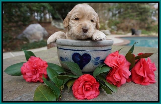 Dreamer Cash pups 3 wks old 151