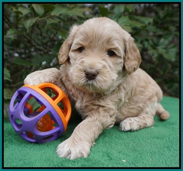 Dreamer Cash pups 4 wks old 151