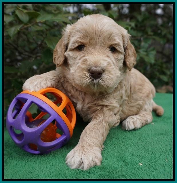 Dreamer Cash pups 4 wks old 161