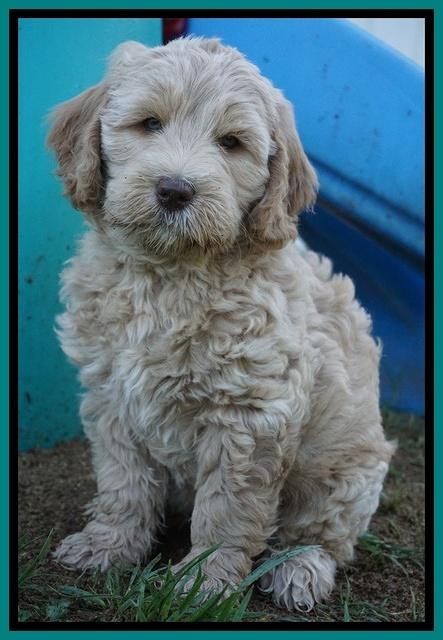 Dreamer Cash pups 7 weeks old 201