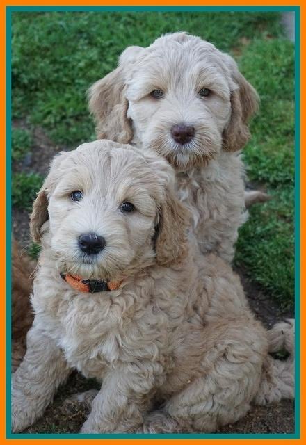 Dreamer Cash pups 7 weeks old 221