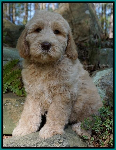 Dreamer cash pups 8 wks old 1100