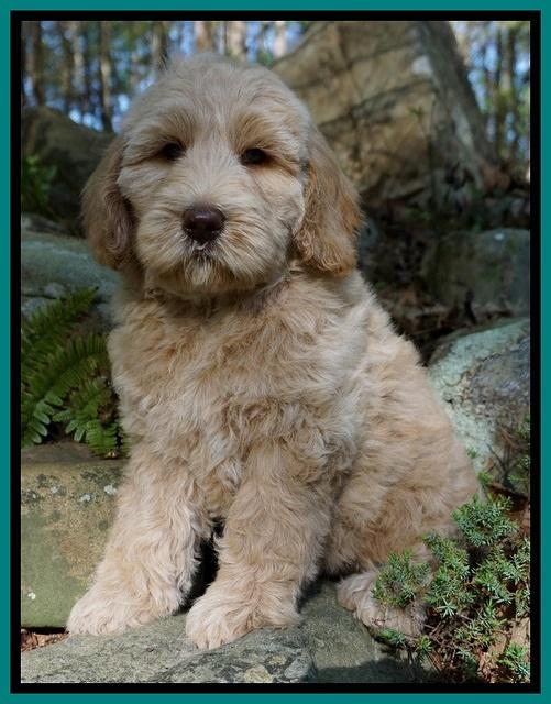 Dreamer cash pups 8 wks old 2100