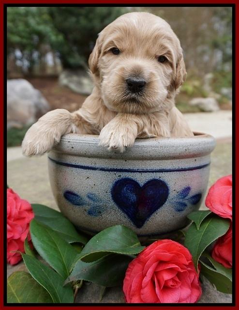 Dreamer Cash pups 3 wks old 191