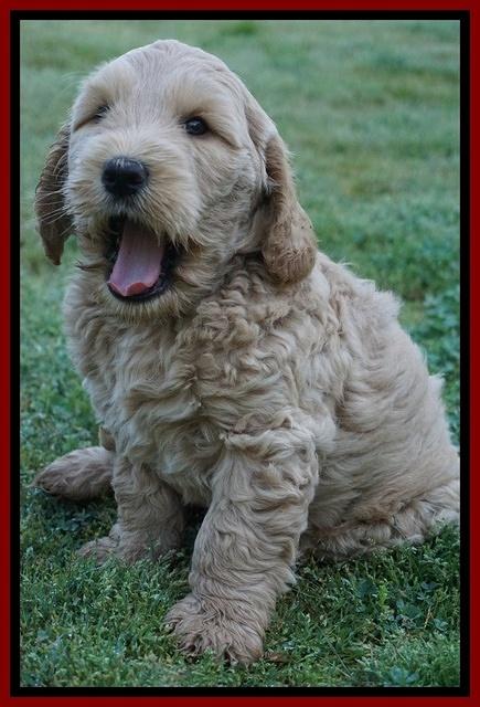 Dreamer Cash pups 7 weeks old 251