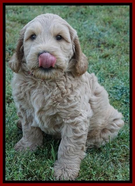 Dreamer Cash pups 7 weeks old 261