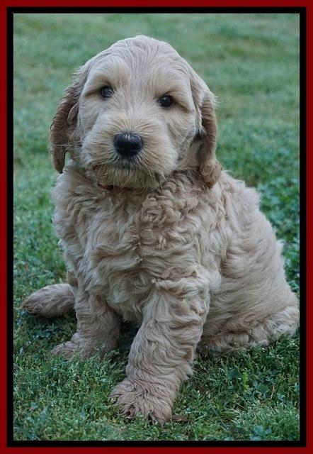 Dreamer Cash pups 7 weeks old 271