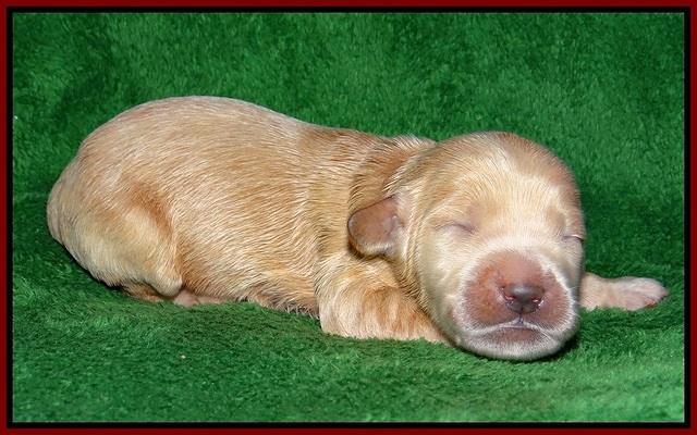 Dreamer cash pups 1 wk old 121