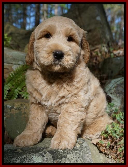 Dreamer cash pups 8 wks old 772