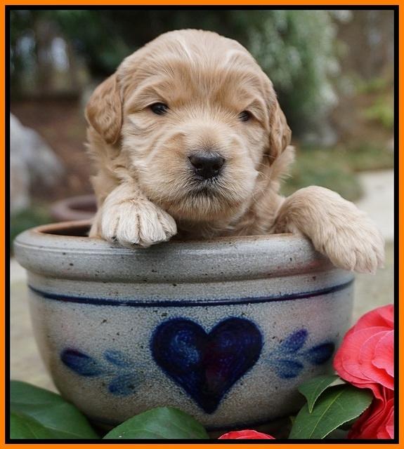 Dreamer Cash pups 3 wks old 231