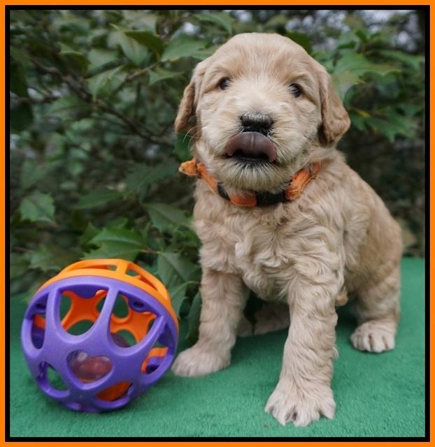 Dreamer Cash pups 4 wks old 211