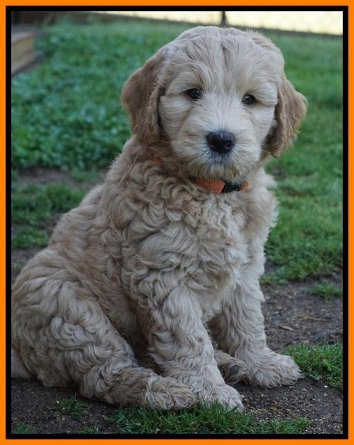 Dreamer Cash pups 7 weeks old 281