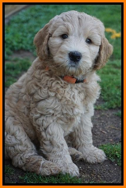 Dreamer Cash pups 7 weeks old 291