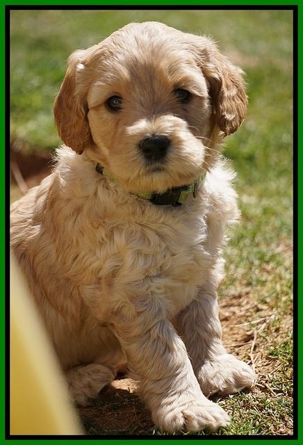 Dreamer Cash Pups 5 wks old 281
