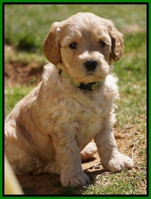 Dreamer Cash Pups 5 wks old 291