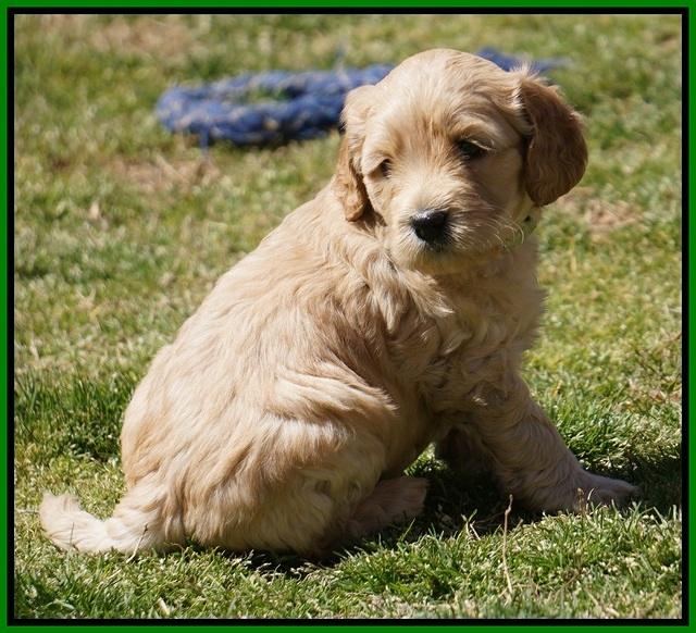 Dreamer Cash Pups 5 wks old 301