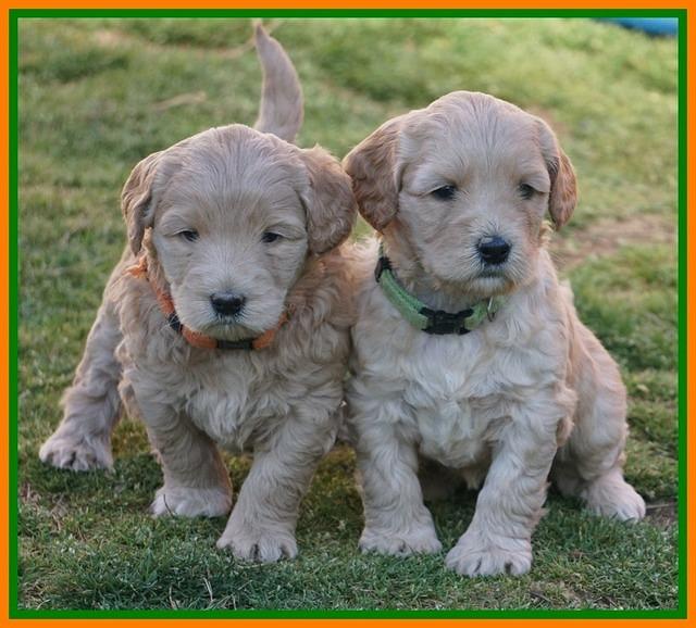 Dreamer Cash Pups 5 wks old 3462