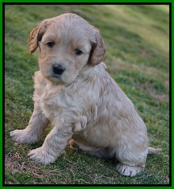 Dreamer Cash Pups 5 wks old 9462