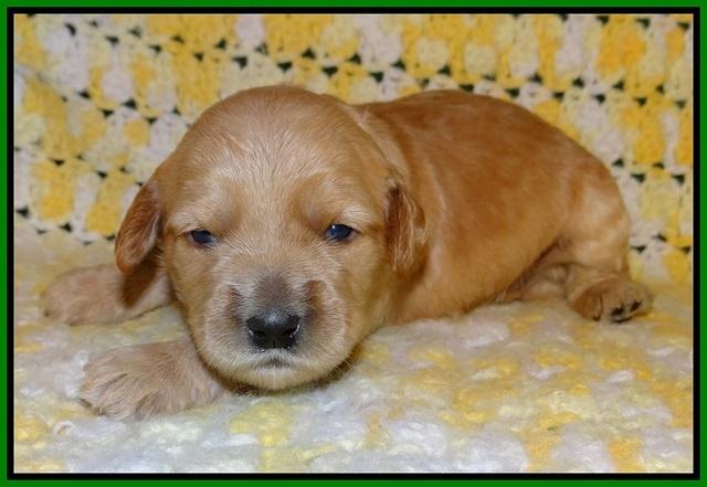 Dreamer Cash pups 2 wks old 151