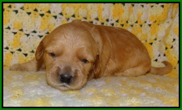 Dreamer Cash pups 2 wks old 161