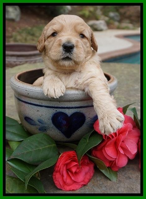 Dreamer Cash pups 3 wks old 251