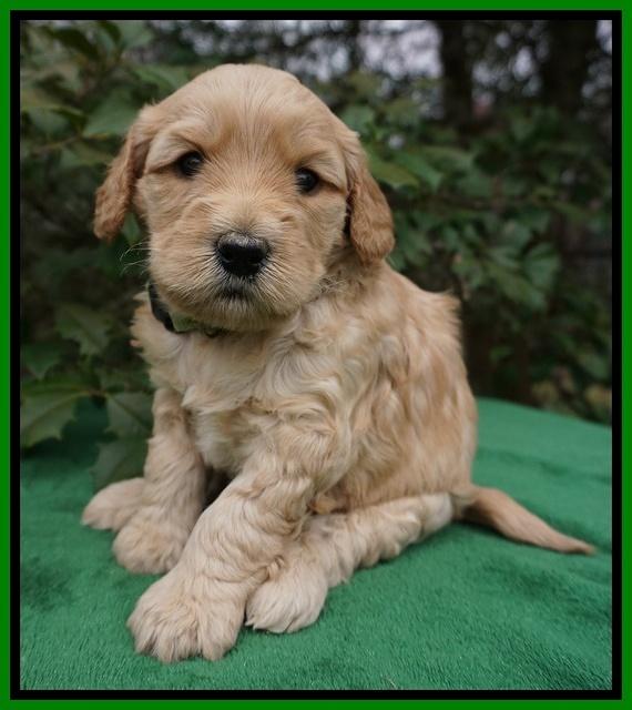 Dreamer Cash pups 4 wks old 231