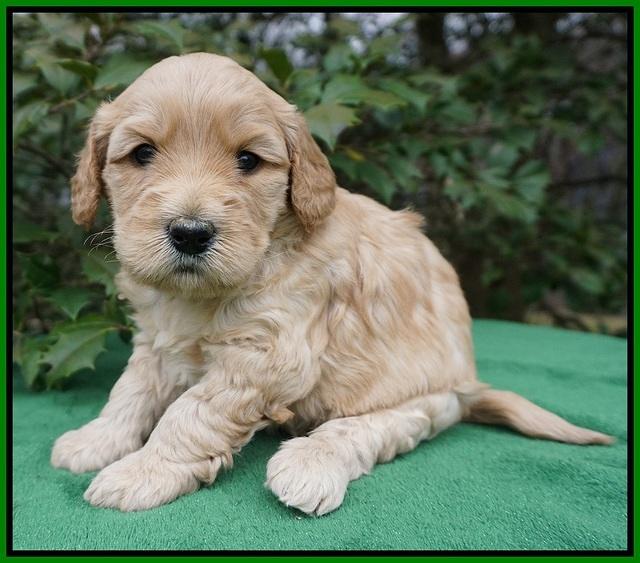 Dreamer Cash pups 4 wks old 241
