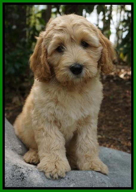 Dreamer Cash pups 6 weeks old 10200