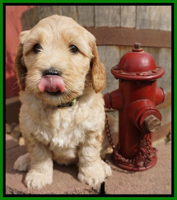 Dreamer Cash pups 6 weeks old 251