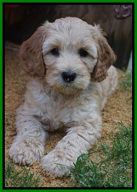 Dreamer Cash pups 7 weeks old 321
