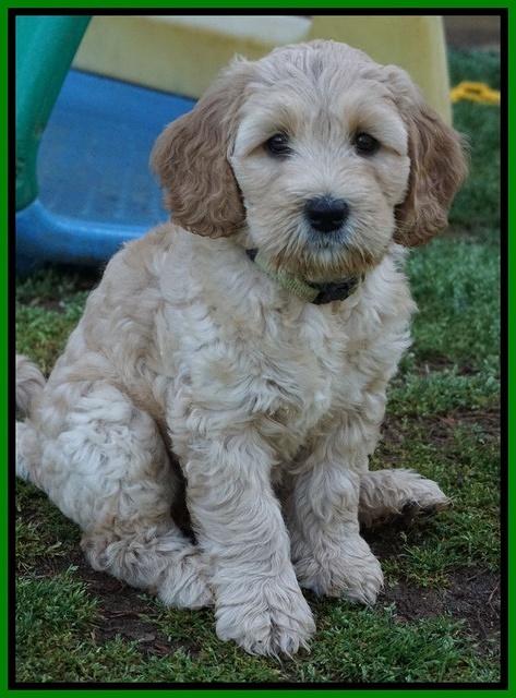 Dreamer Cash pups 7 weeks old 341