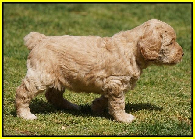 Dreamer Cash Pups 5 wks old 341