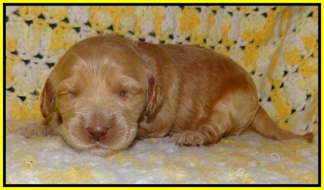 Dreamer Cash pups 2 wks old 171
