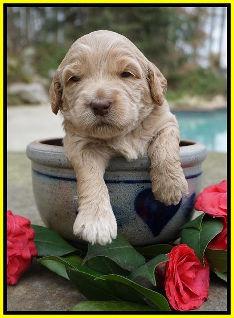 Dreamer Cash pups 3 wks old 291