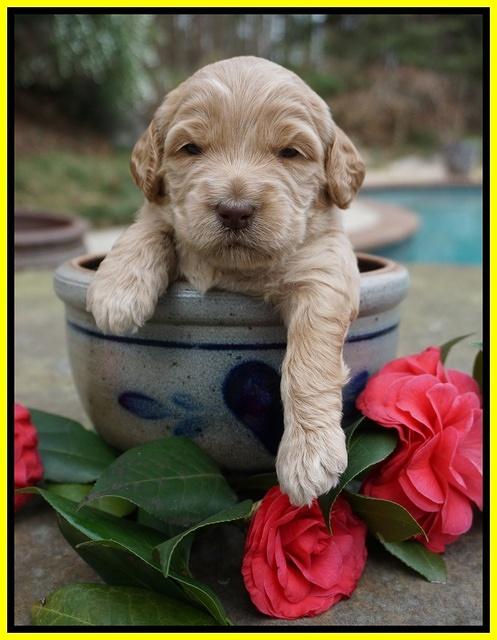 Dreamer Cash pups 3 wks old 301